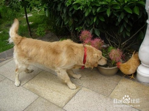 骂狗打鸡猪在笑三心两意不成气是什么生肖的警惕虚假宣传-实证解答解释落实